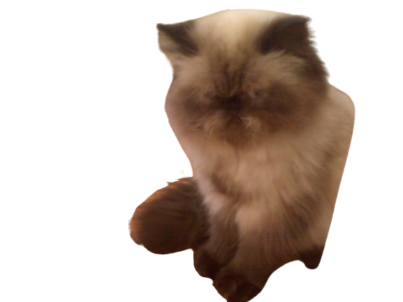 an old photo of a himalayan grumpy cat