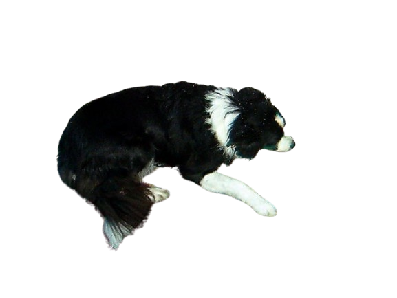 an old photo of a border collie