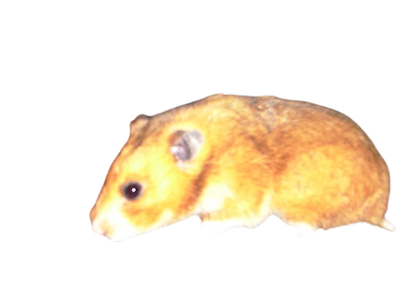 an old photo of a brown hamster