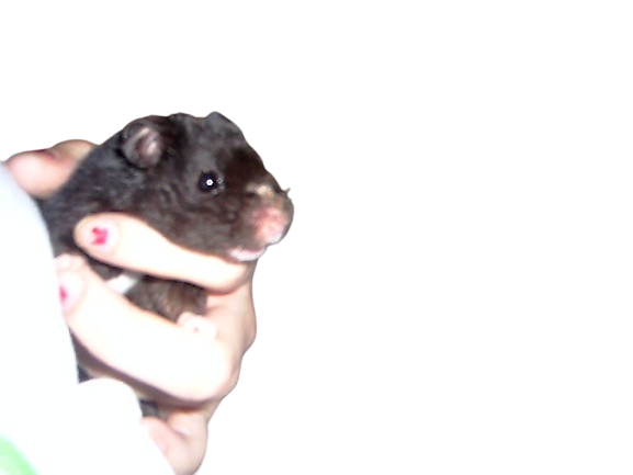 an old photo of a black hamster being held text