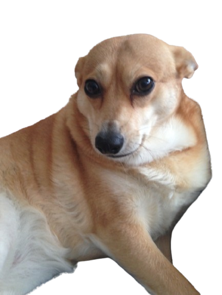 an old photo of a very cute short haired dog text