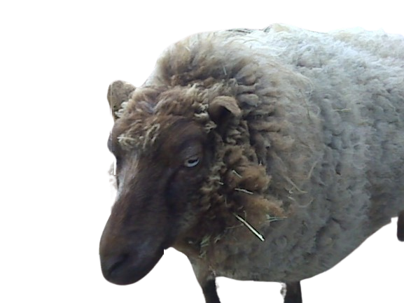 an old photo of a brown sheep with odd ears text