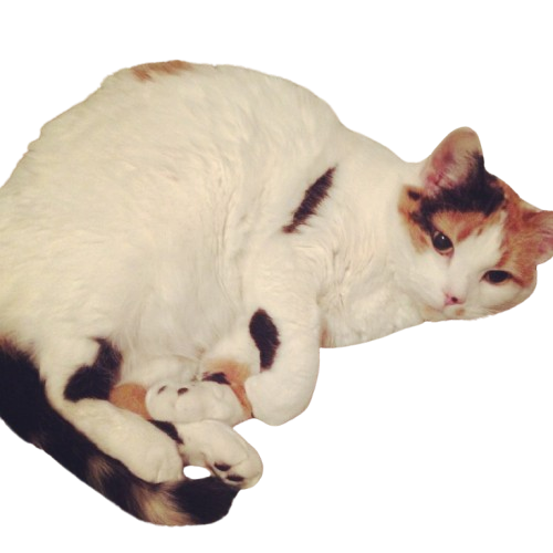 an old photo of a calico cat text