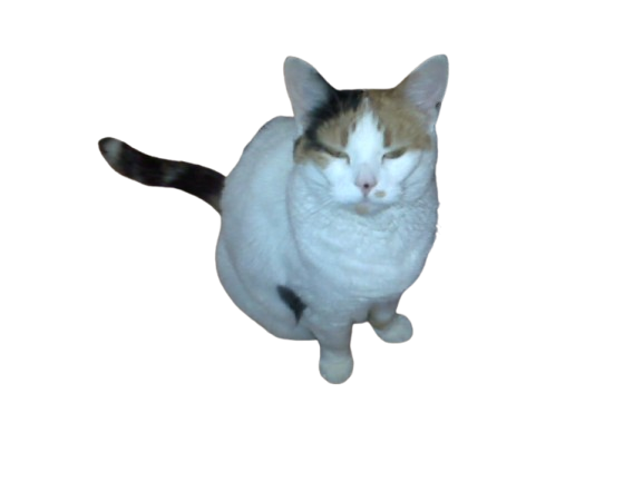 an old photo of a calico cat text