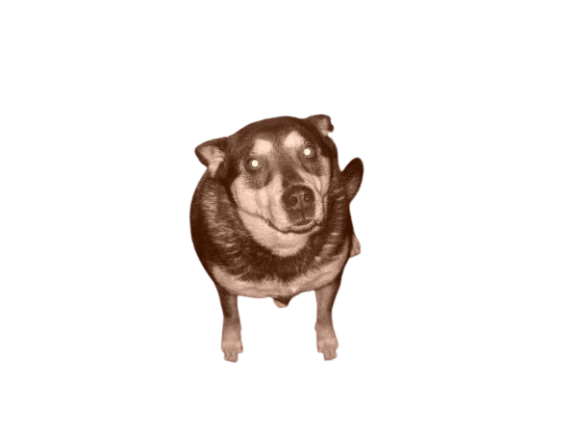 an old photo of a dog mixed with german shepherd and blue heeler text