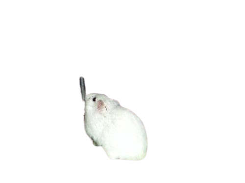 an old photo of a white hamster text