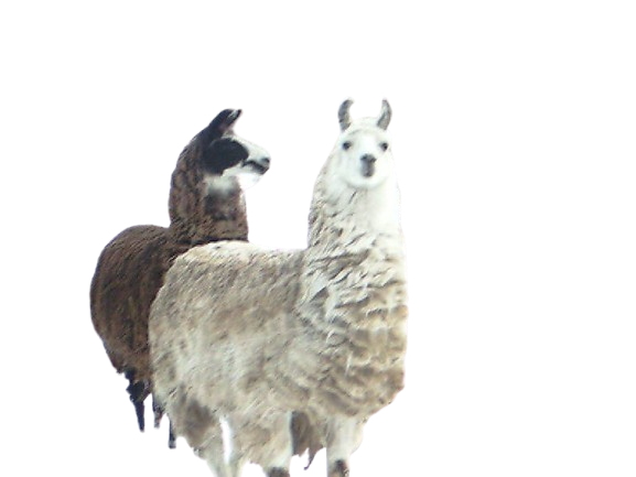 an old photo of some mean llamas text