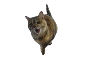 an old photo of a tabby cat text