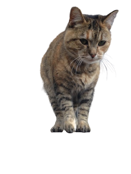 an old photo of a tabby cat text